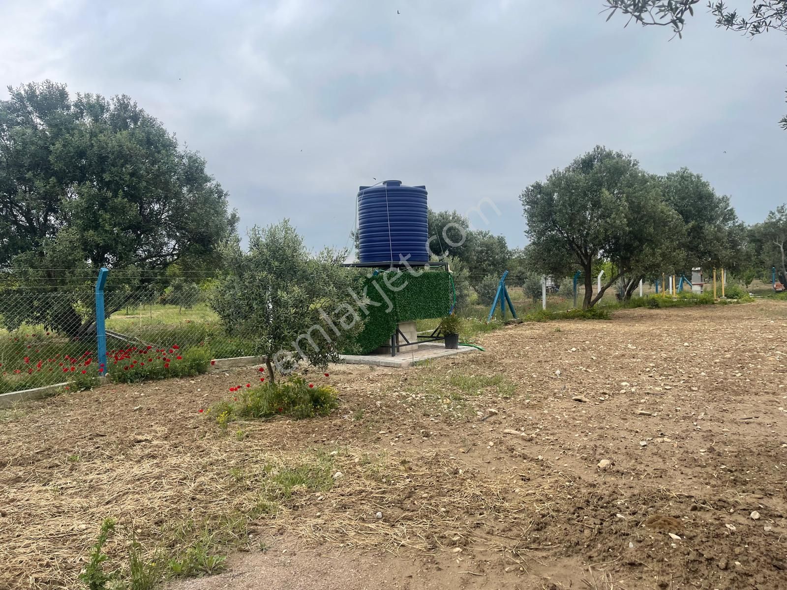 Kemalpaşa Aşağıkızılca Satılık 1010 M2 Tek Tapu Bahçe - Görsel 14