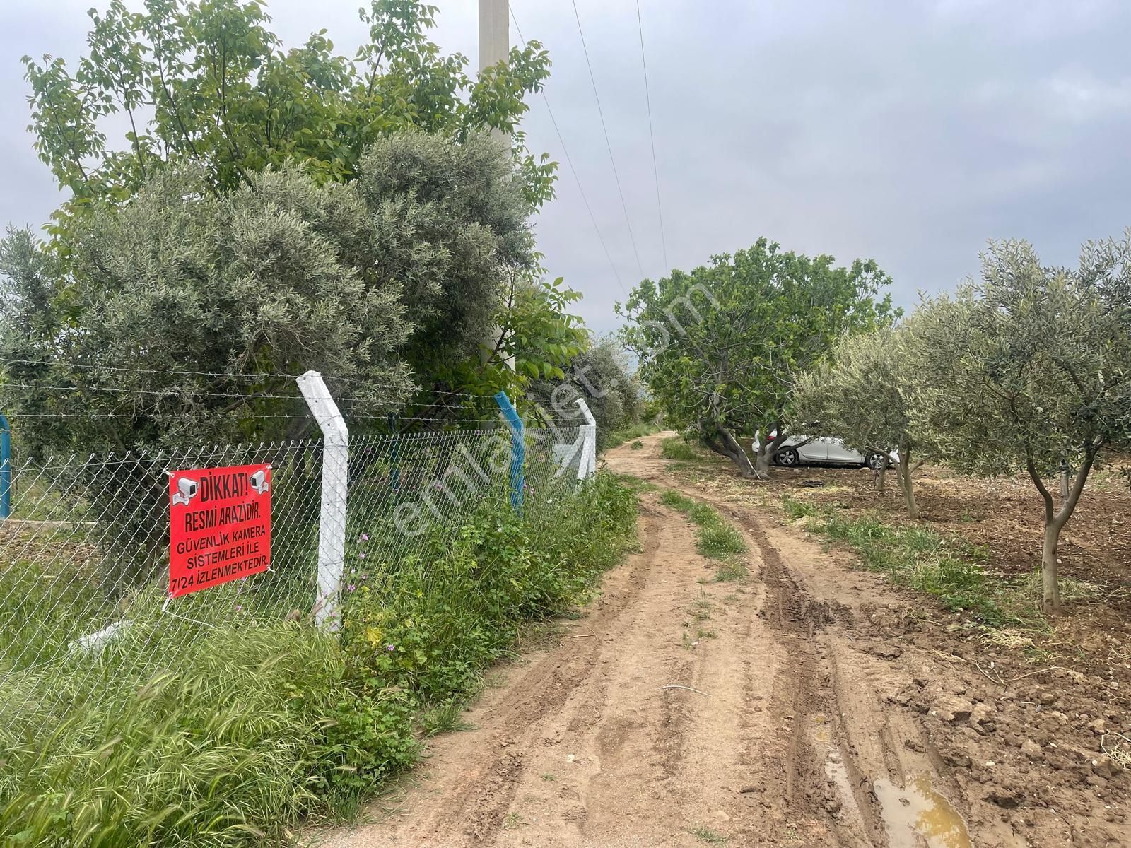 Kemalpaşa Aşağıkızılca Satılık 1010 M2 Tek Tapu Bahçe - Görsel 29