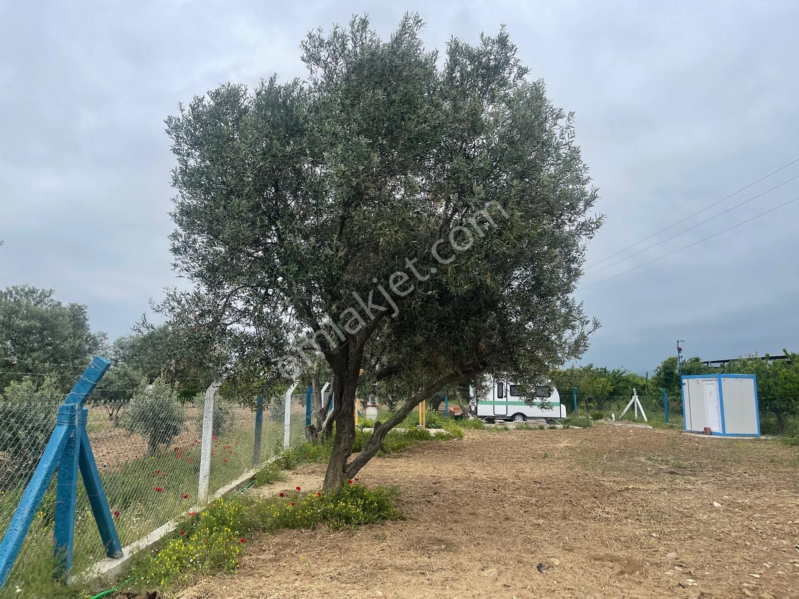 Kemalpaşa Aşağıkızılca Satılık 1010 M2 Tek Tapu Bahçe - Görsel 18