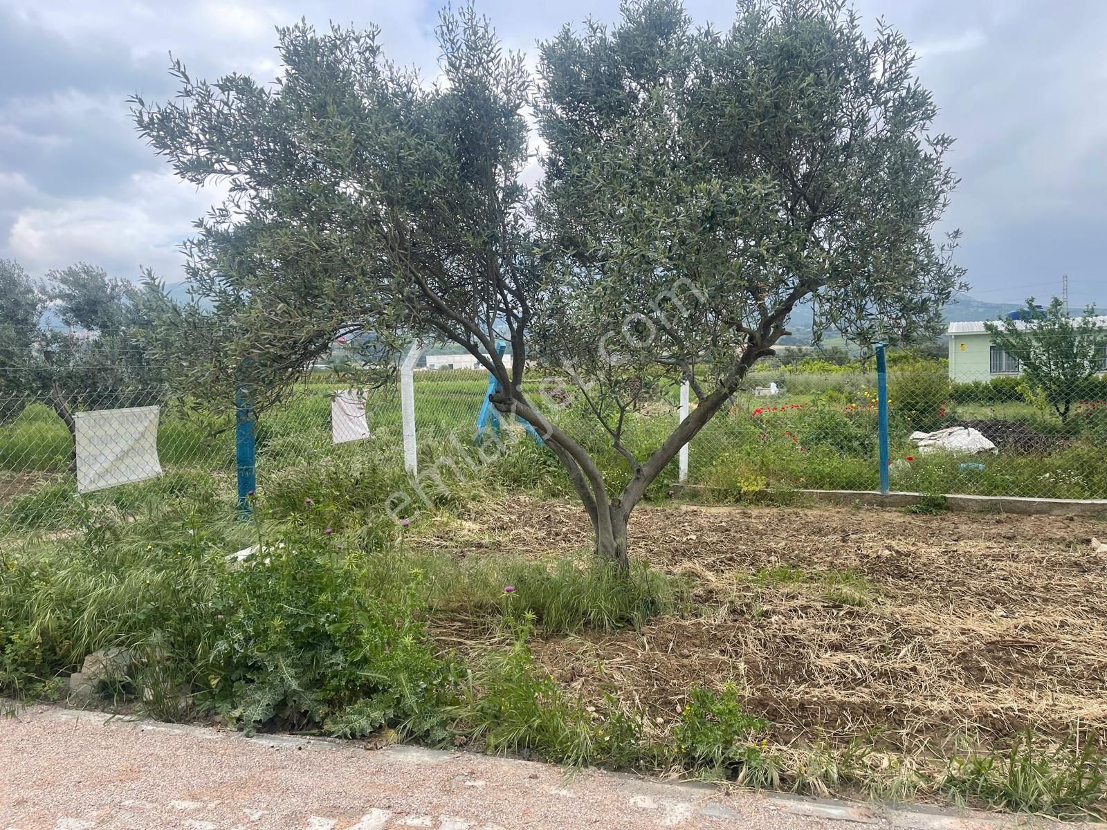 Kemalpaşa Aşağıkızılca Satılık 1010 M2 Tek Tapu Bahçe - Görsel 21