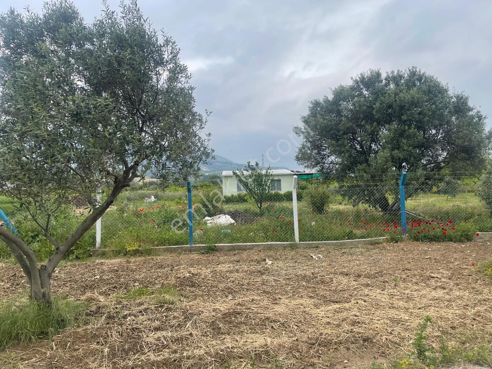 Kemalpaşa Aşağıkızılca Satılık 1010 M2 Tek Tapu Bahçe - Görsel 13
