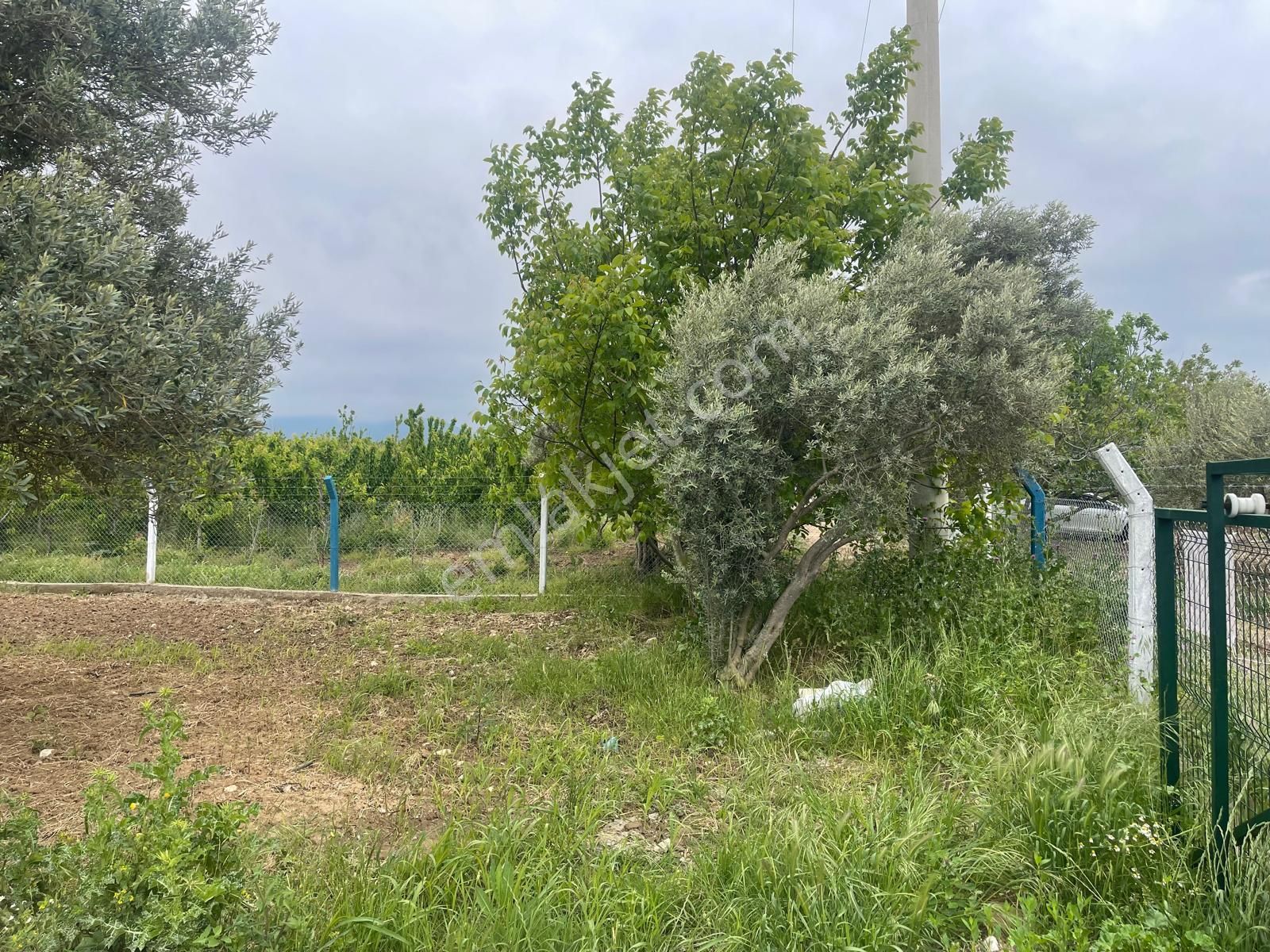 Kemalpaşa Aşağıkızılca Satılık 1010 M2 Tek Tapu Bahçe - Görsel 8