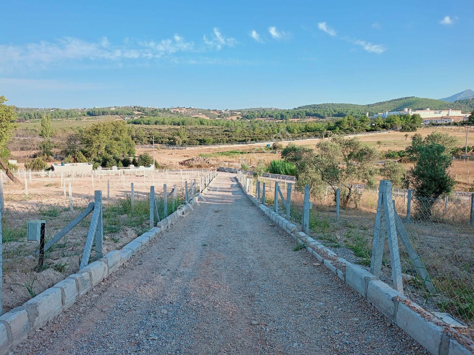 Buca Karacağaç