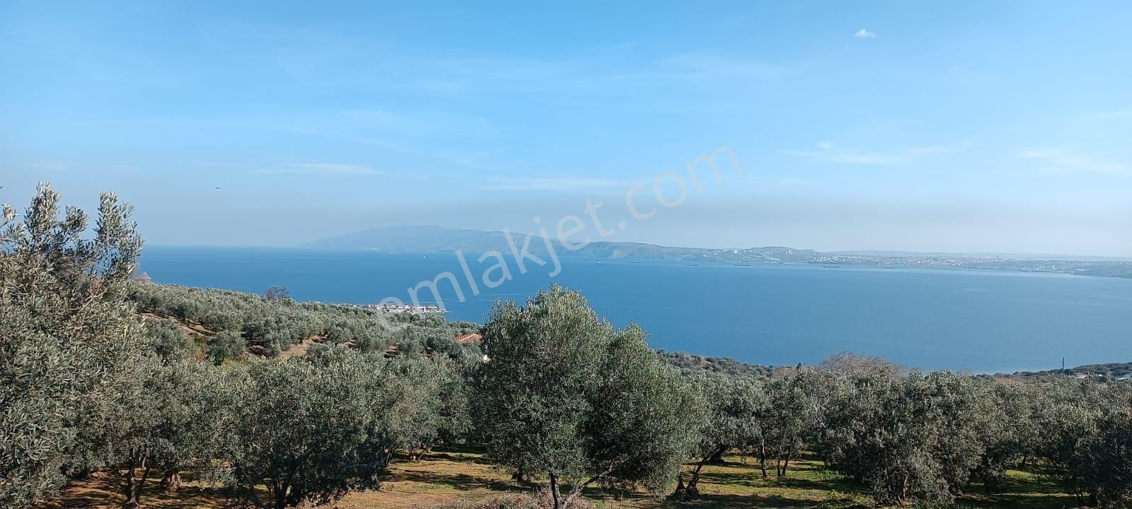 Balıkesir Erdek Hamamlı Mah. 5.912 M2 Satılık Zeytinlik Ve Bağ Deniz Manzaralı
