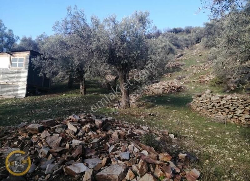 Bayındır Yenicede Yolu Açık Tek Tapu 2541m2 Zeytinlik Satılık - Görsel 7