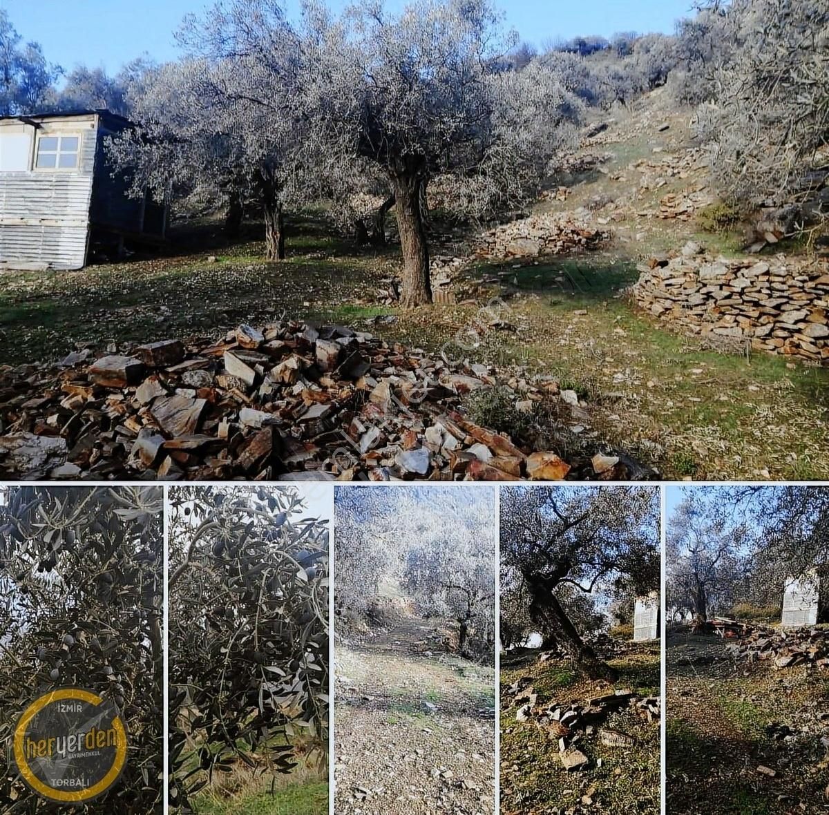 Bayındır Yenicede Yolu Açık Tek Tapu 2541m2 Zeytinlik Satılık