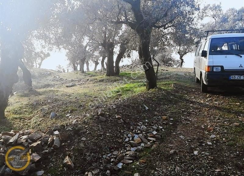 Bayındır Yenicede Yolu Açık Tek Tapu 2541m2 Zeytinlik Satılık - Görsel 4