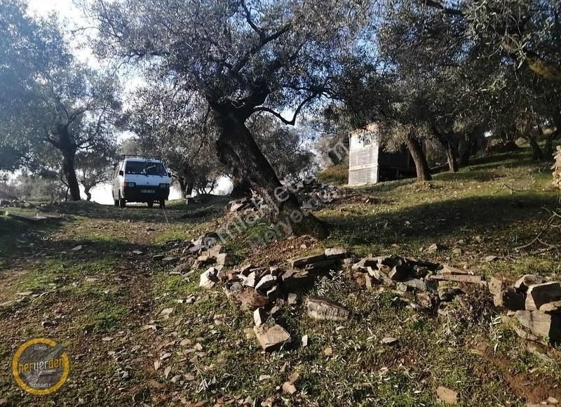 Bayındır Yenicede Yolu Açık Tek Tapu 2541m2 Zeytinlik Satılık - Görsel 5