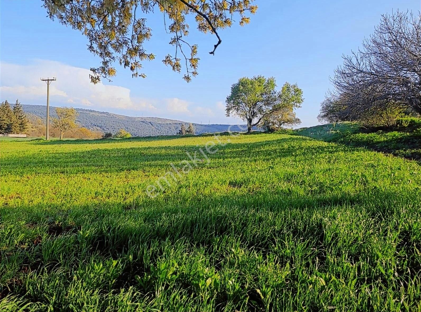 Balıkesir Altıeylül Ayvatlar'da 3.600 M2 Resmi Yollu Arazi
