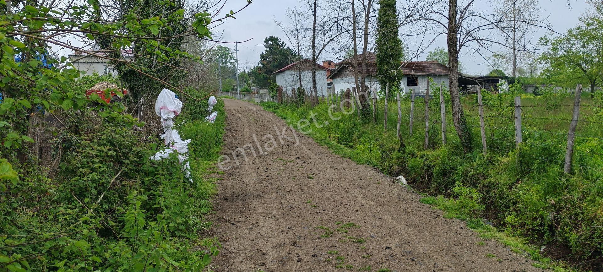 Samsun Terme Sarayköy De Mahalle İçi Satılık Kısmı Fındık Bahcesı