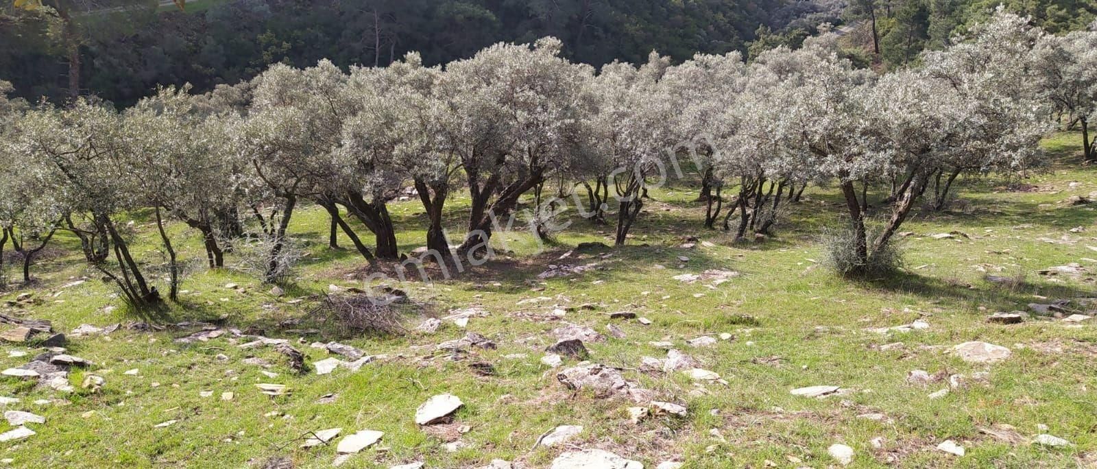 Son Fiyat Tek Tapulu 3241 Metrekarelik Arazimiz Satılıktır.