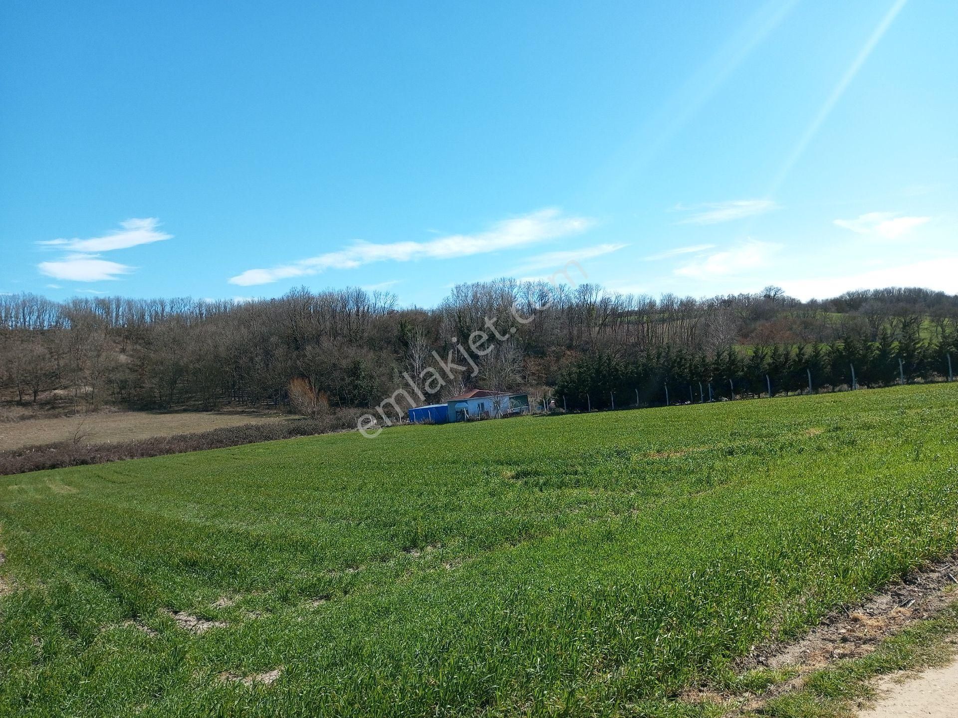 Ege Gayrimenkulden Büyükçavuşluda 5900 M2 Tarla