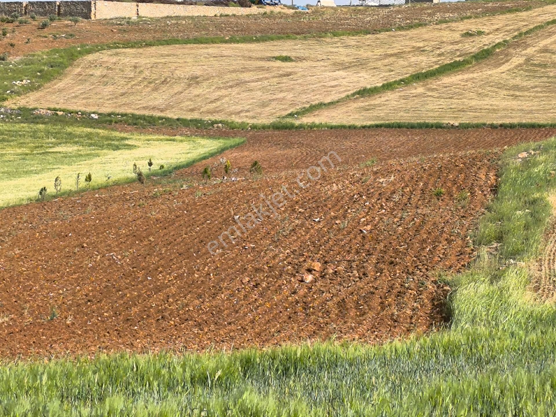 Ağızhan 1660 M2