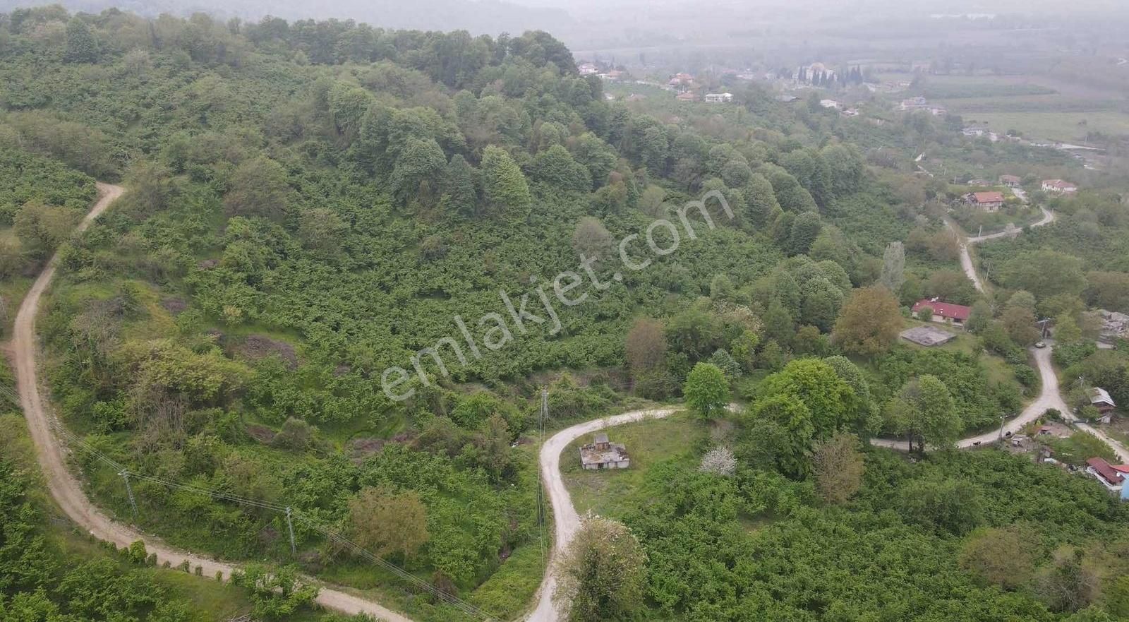 Sng Gayrimenkulden Arifiyede Yetişkin Fındık Fındık Bahçesi - Görsel 7