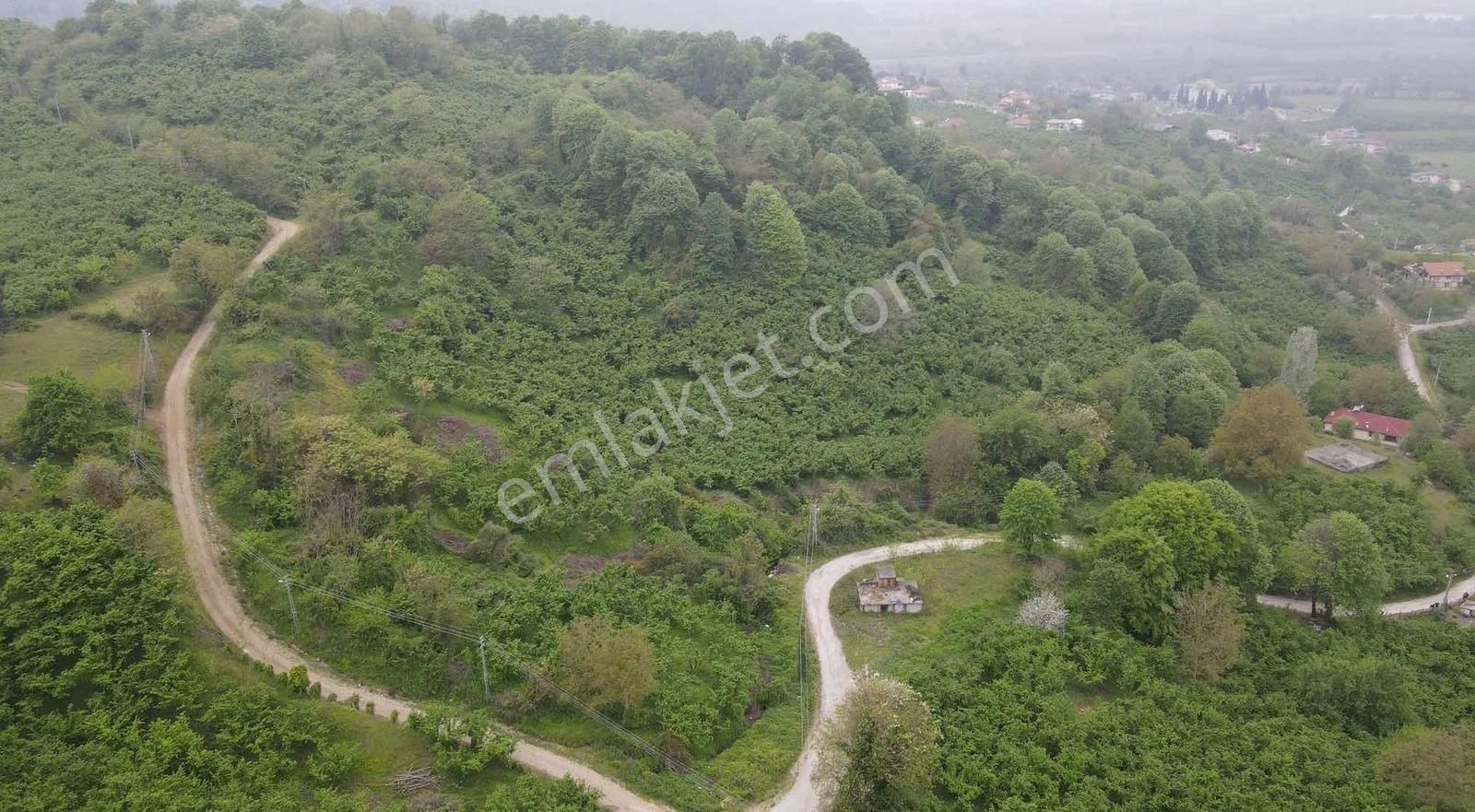 Sng Gayrimenkulden Arifiyede Yetişkin Fındık Fındık Bahçesi - Görsel 5