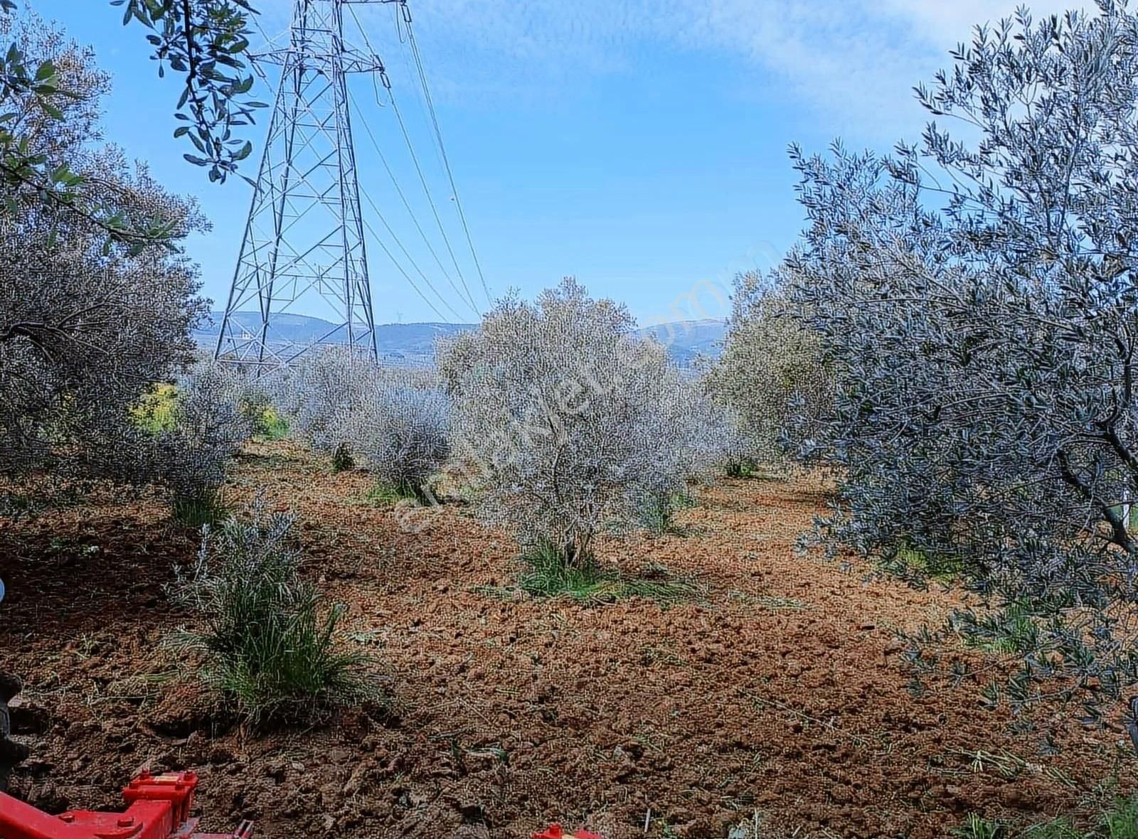 Kırkağaç Bakır Mahallesinde Müstakil Tapu Fırsat Zeytinlik