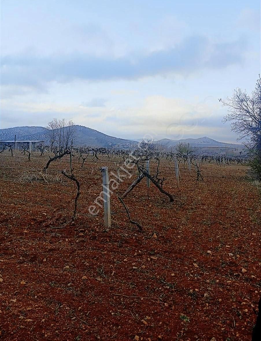 Satılık Bağ - Görsel 20