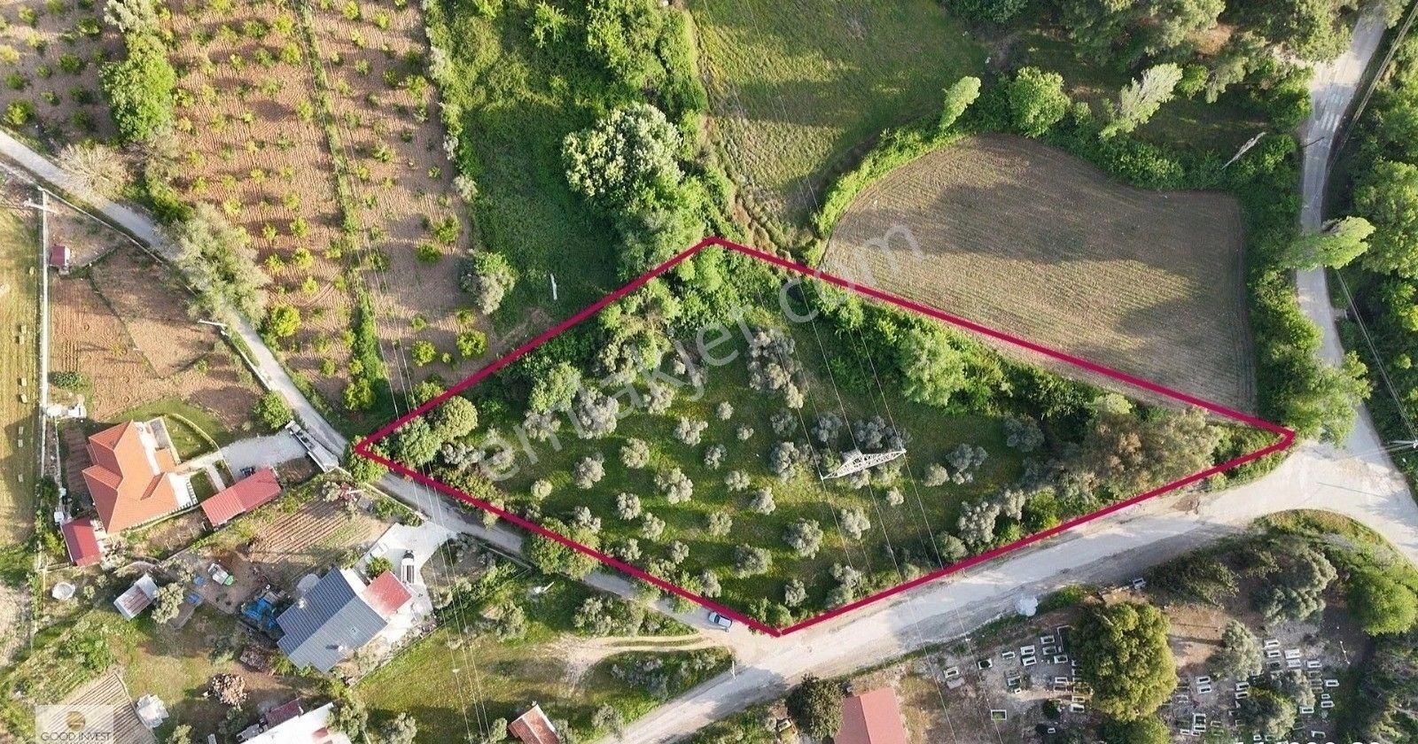 Köyceğiz Zeytinalanı Mah. 4281 M2 Tek Tapu Satılık Arazi
