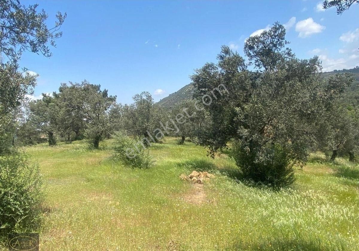 Balıkesir Burhaniye Pelitköy Satılık Zeytinlik - Görsel 8