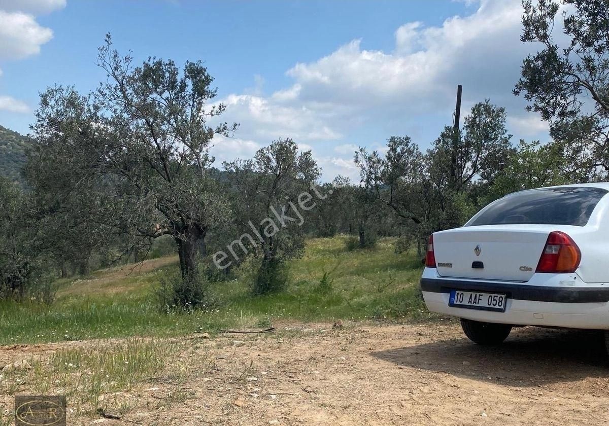 Balıkesir Burhaniye Pelitköy Satılık Zeytinlik - Görsel 3