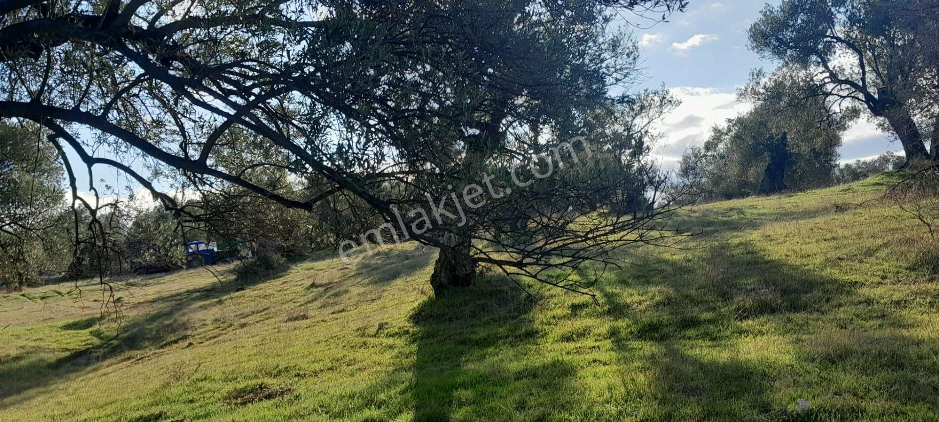 Re/max İnci'den Ayvalık Mutlu Köy'de 11685 M2 Satılık Zeytinlik
