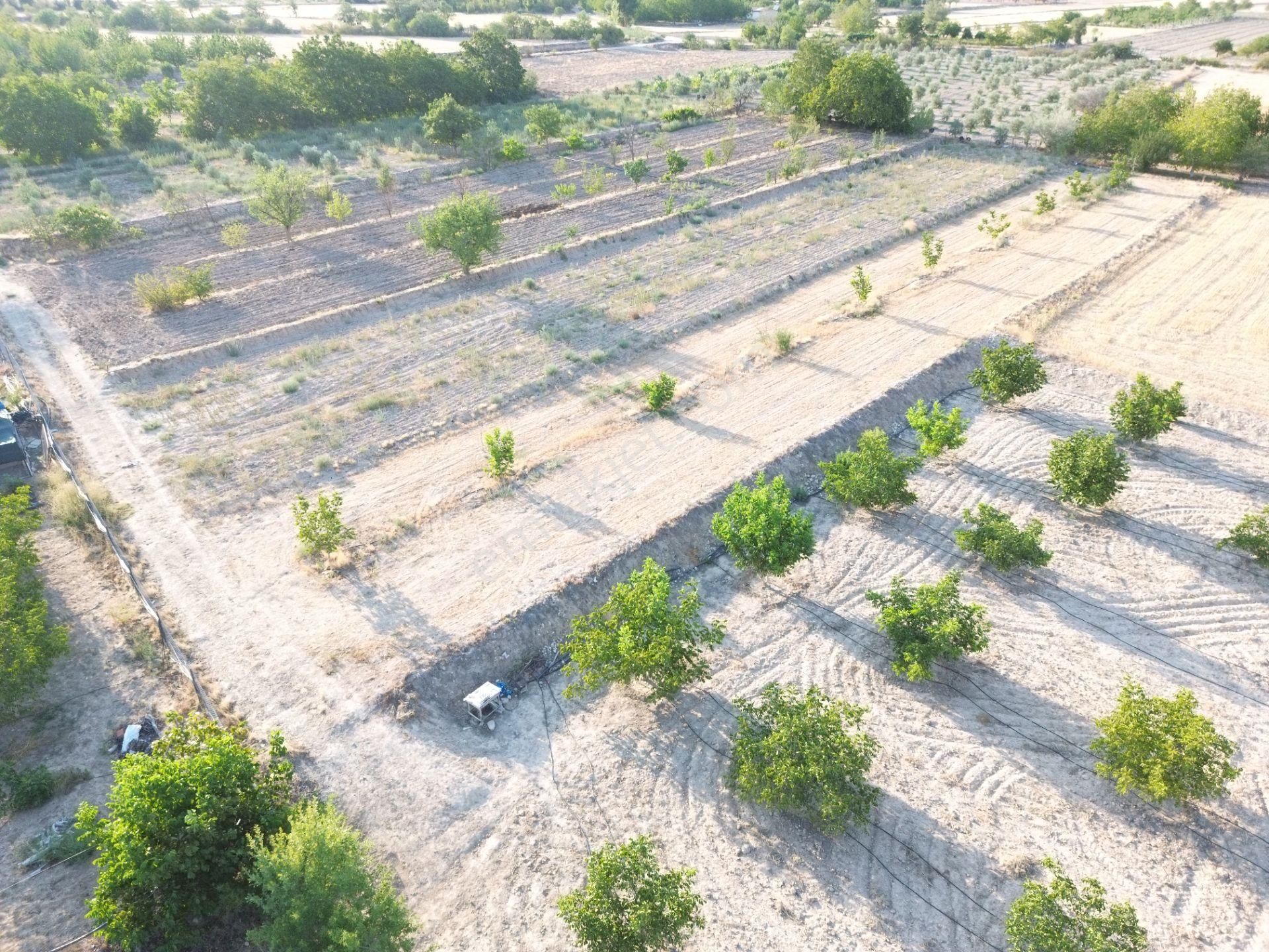 Korkuteli Yeltende Satılık Sulak Bahçe 2997 M2 Bahçee - Görsel 6