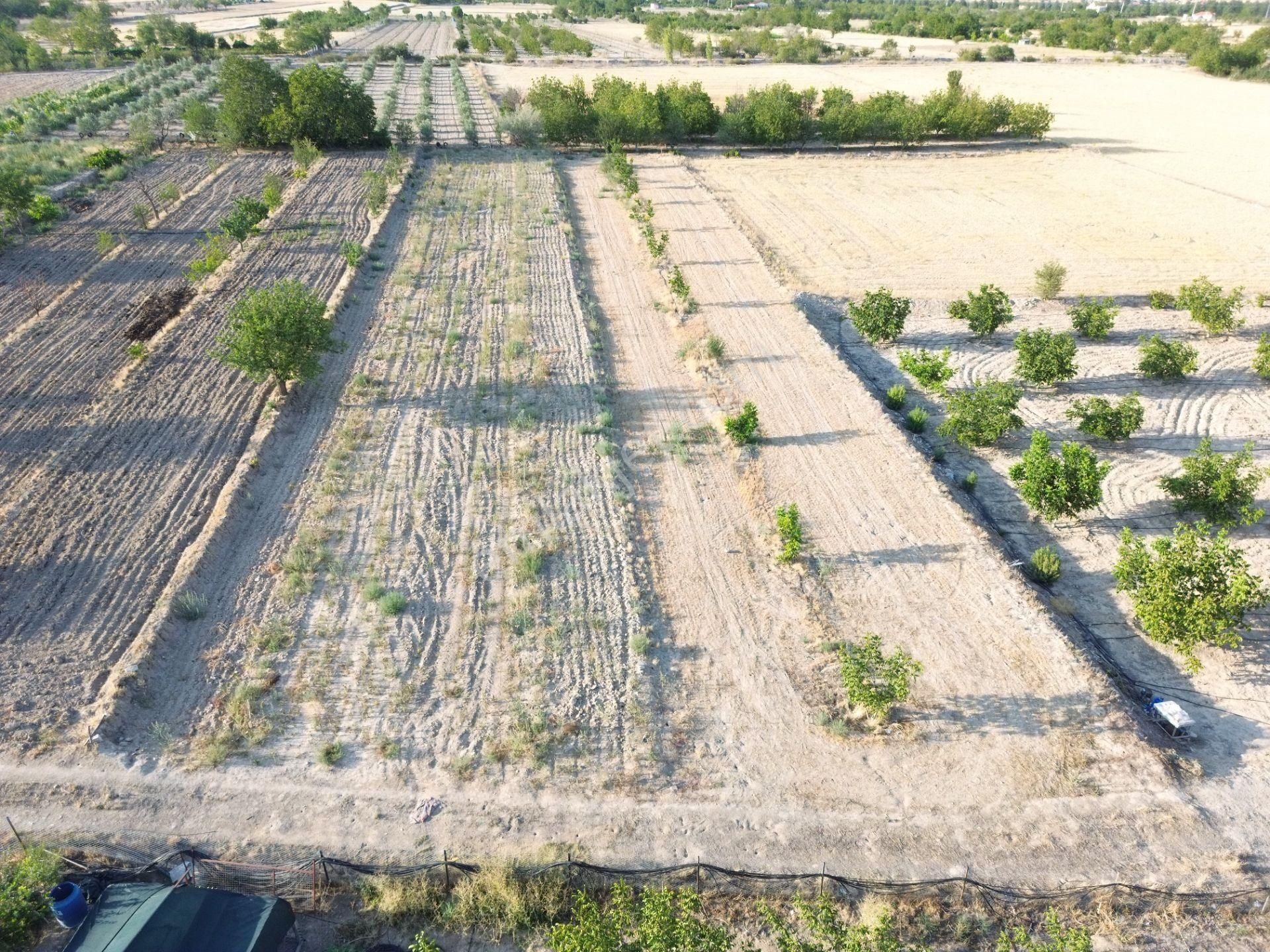 Korkuteli Yeltende Satılık Sulak Bahçe 2997 M2 Bahçee - Görsel 5