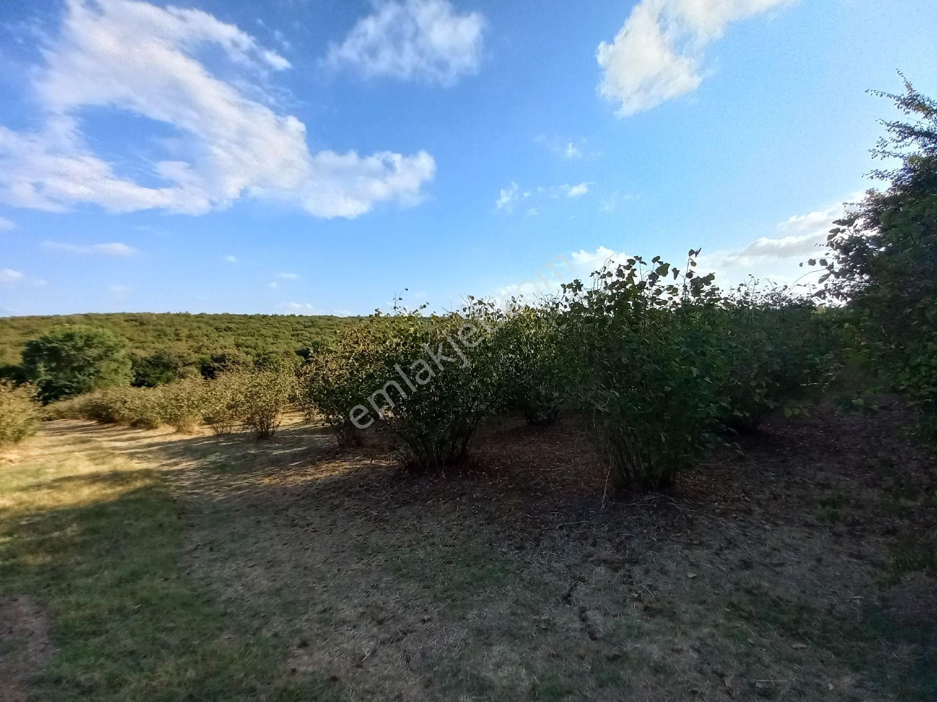 Birlik Mh. Merkeze Yakın,yolu Olan 12.596m² Fırsat Fındıklık