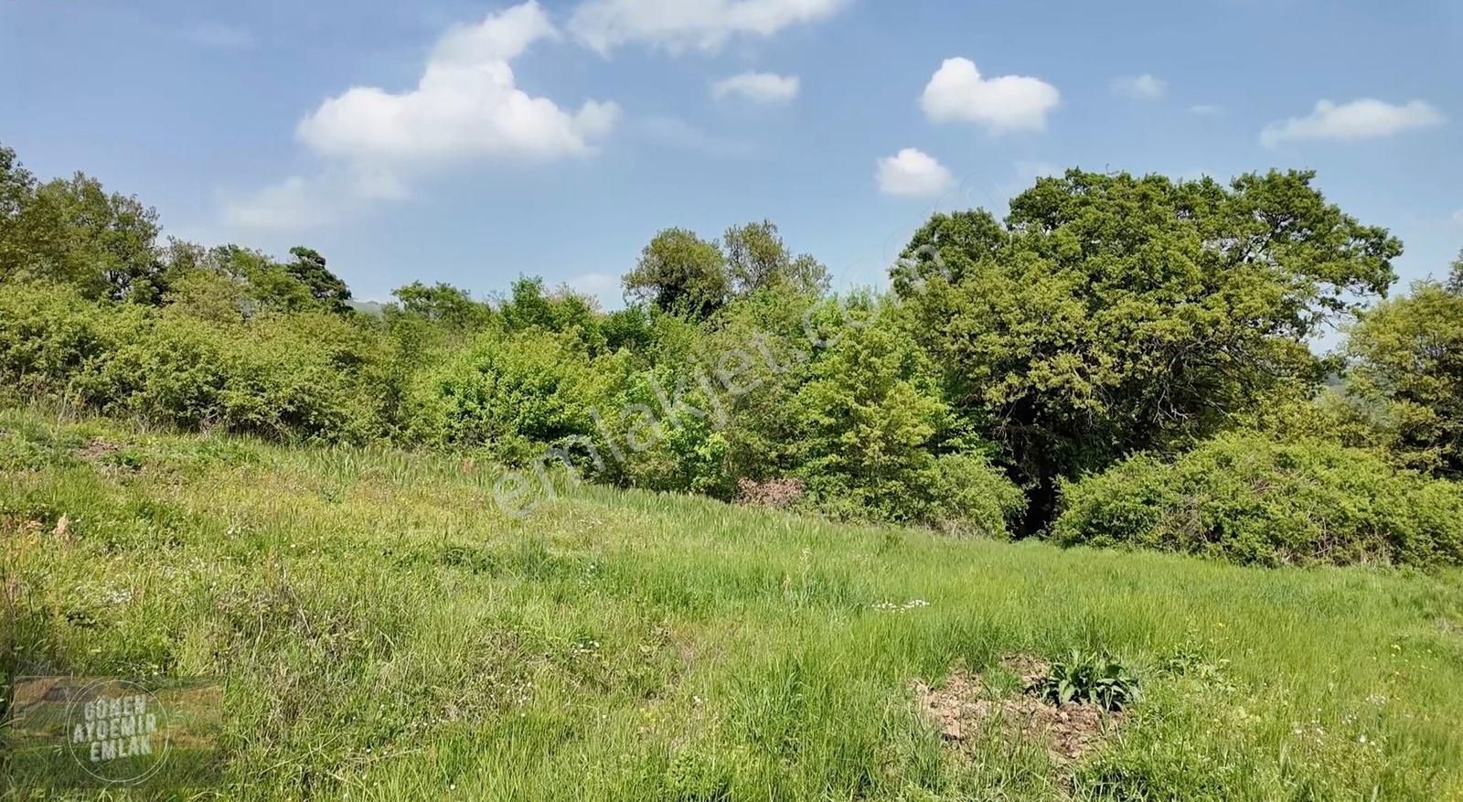 Asfalta 100 Metre Cepheli 7.125 M2 Ormana Cephe Arazi