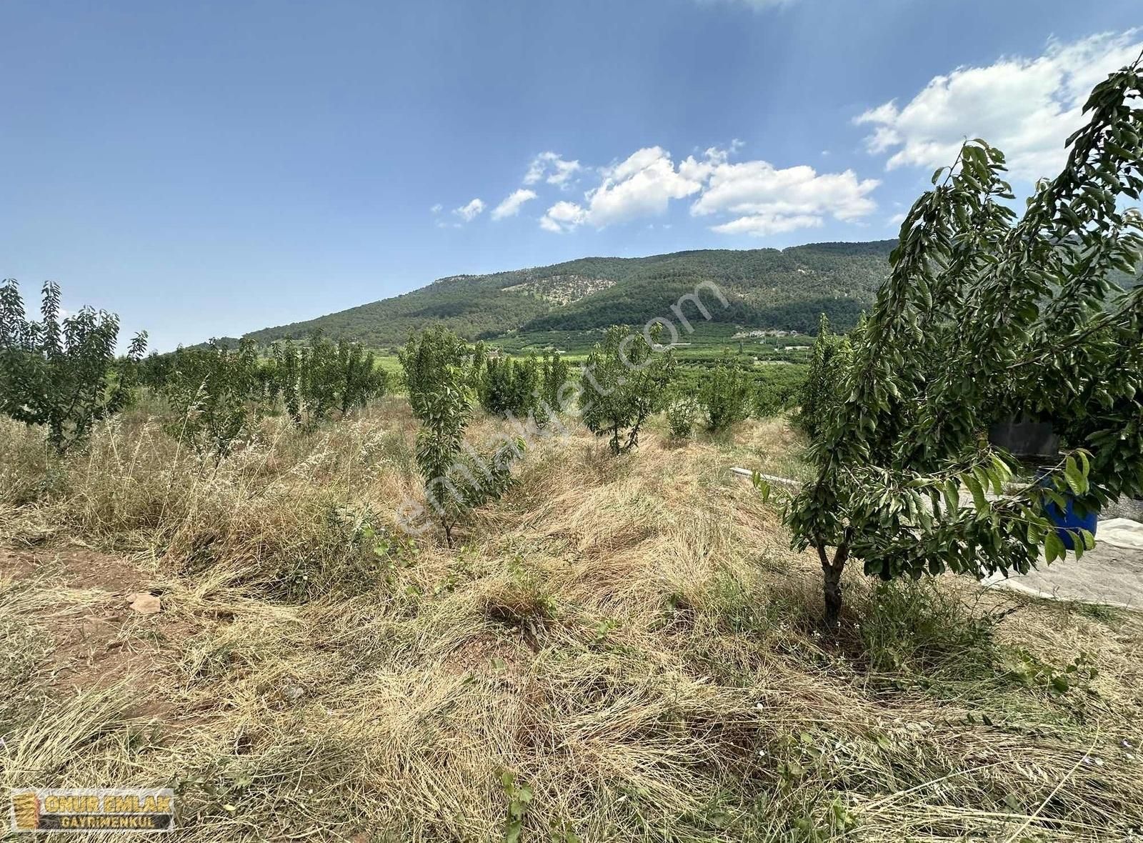 Full Dolu Kirazlık Yayla Havasında