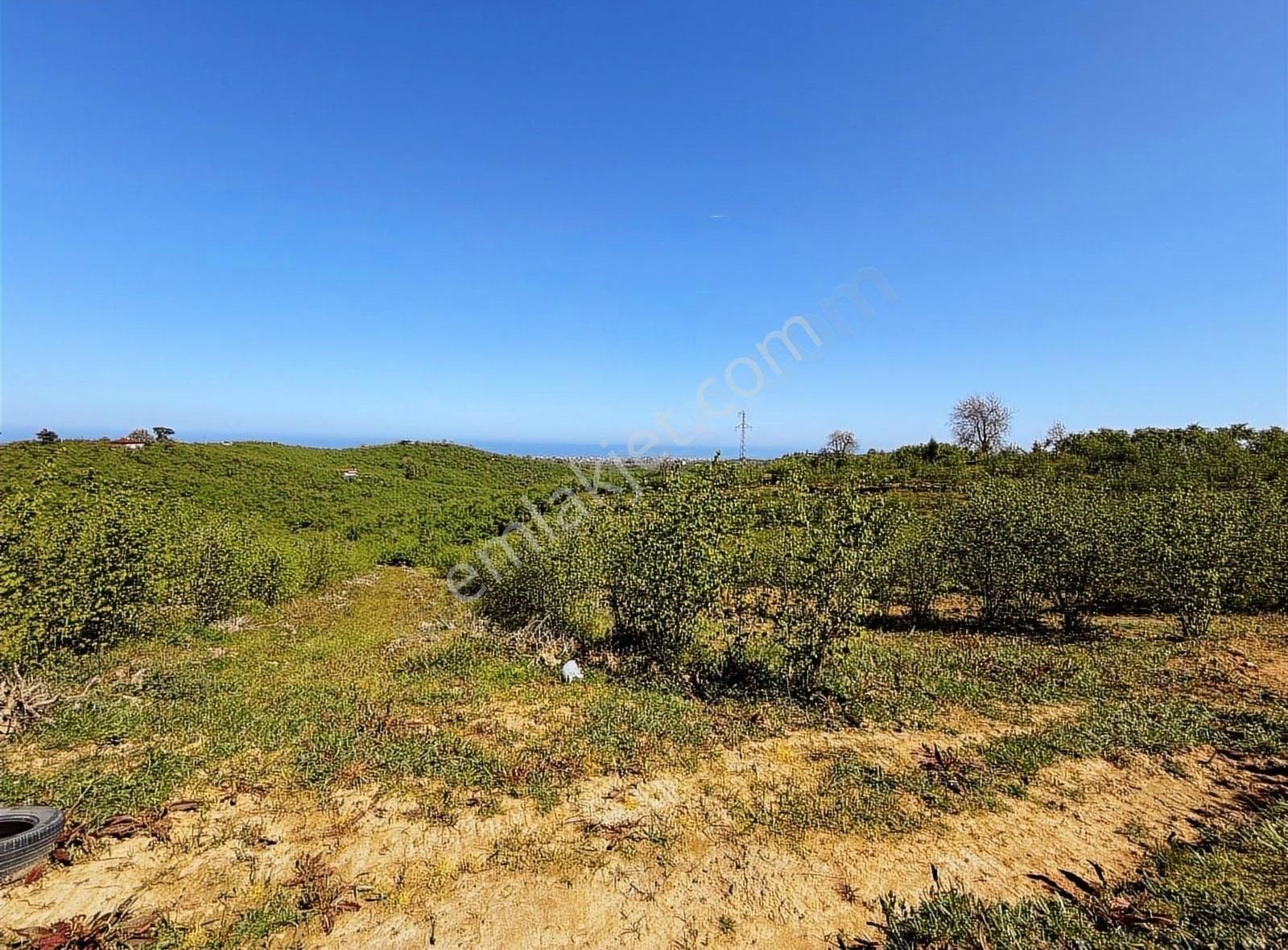 Alandere Full Deniz Manzaralı 10 Dönüm Bungalov Yapılabilir