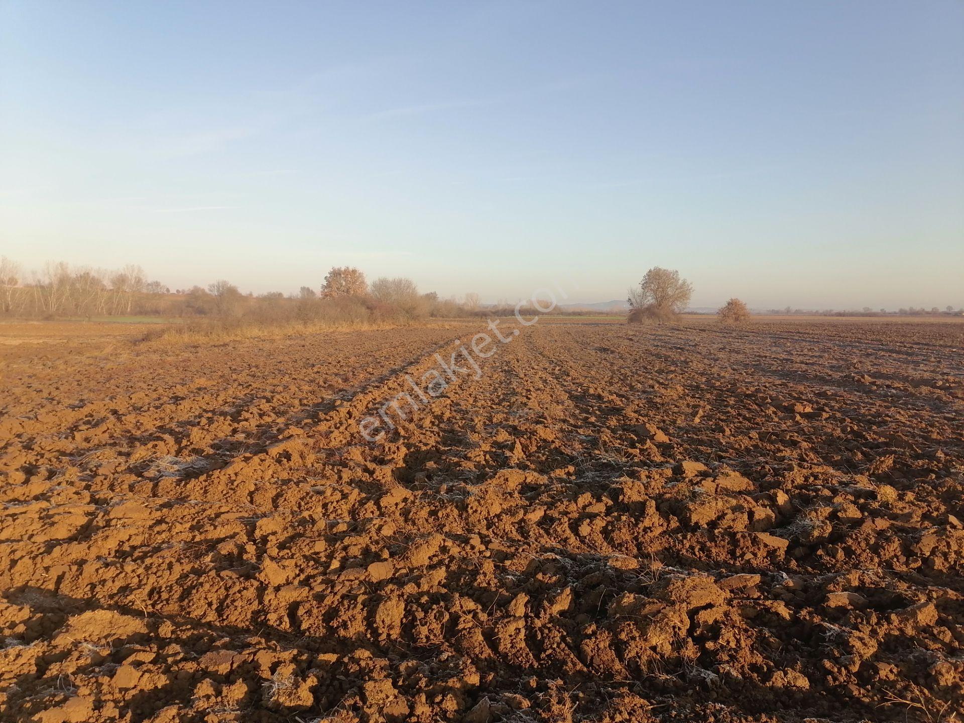 Paşayeri Köyü Koyunbaba Yoluna Cephe 3500 M2 Satılık Tarla - Görsel 9