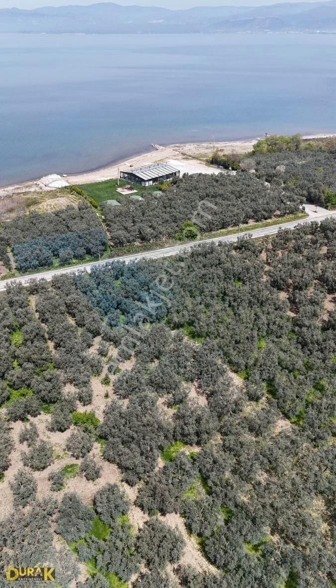 Durak Group'tan İznik'te Göle Yakın Yatırımlık Zeytinlik