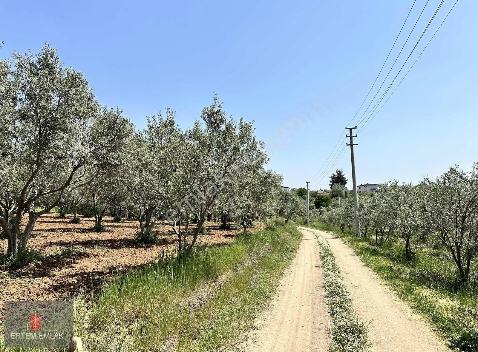Manisa Şehzadeler Satılık Zeytinlik 4500 M2 Köy Yanı Su Yol