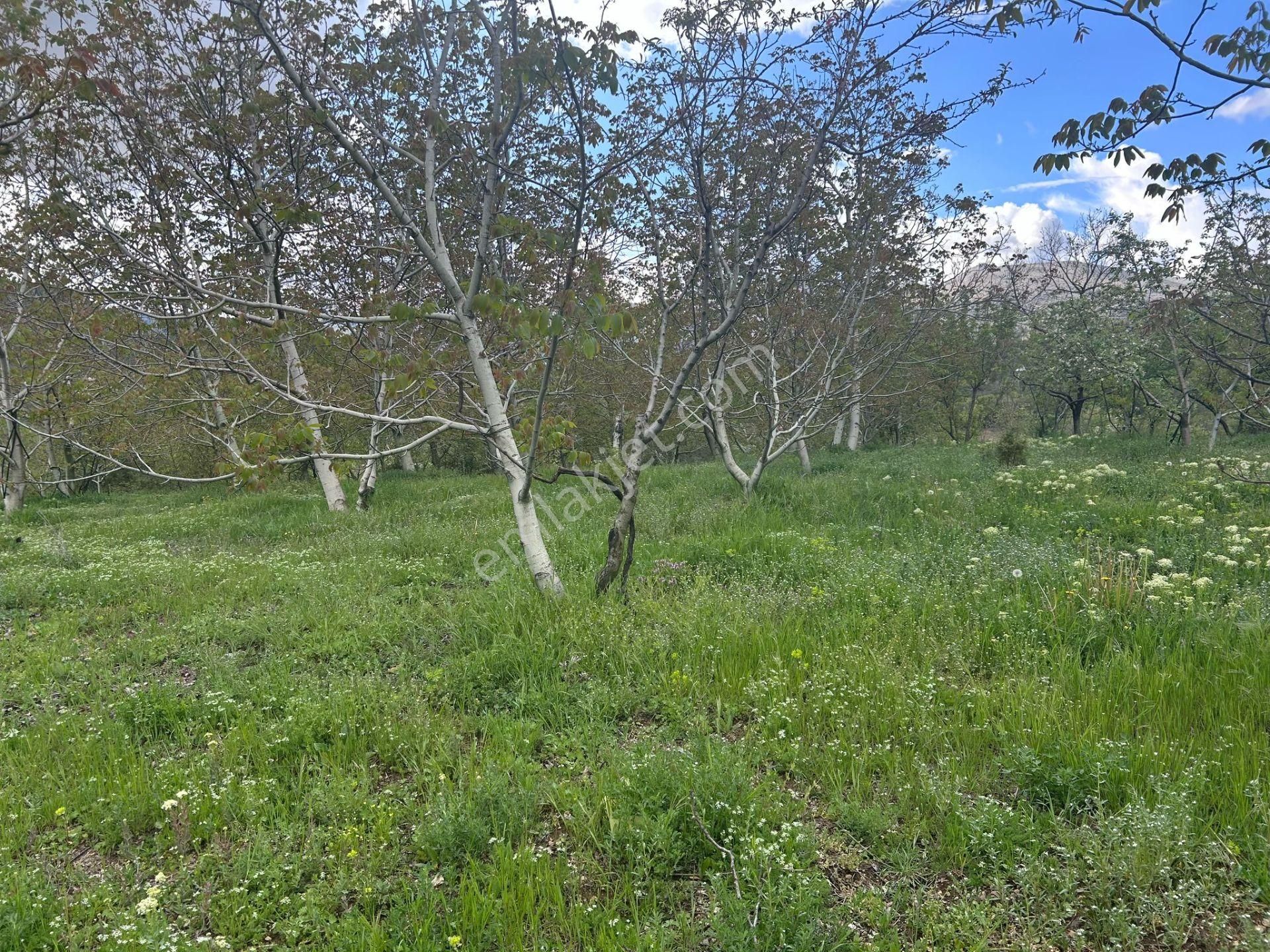 Asya Evim Emlaktan Ağlasun Kum Mah. De Satılık Meyve Bahçesi - Görsel 14