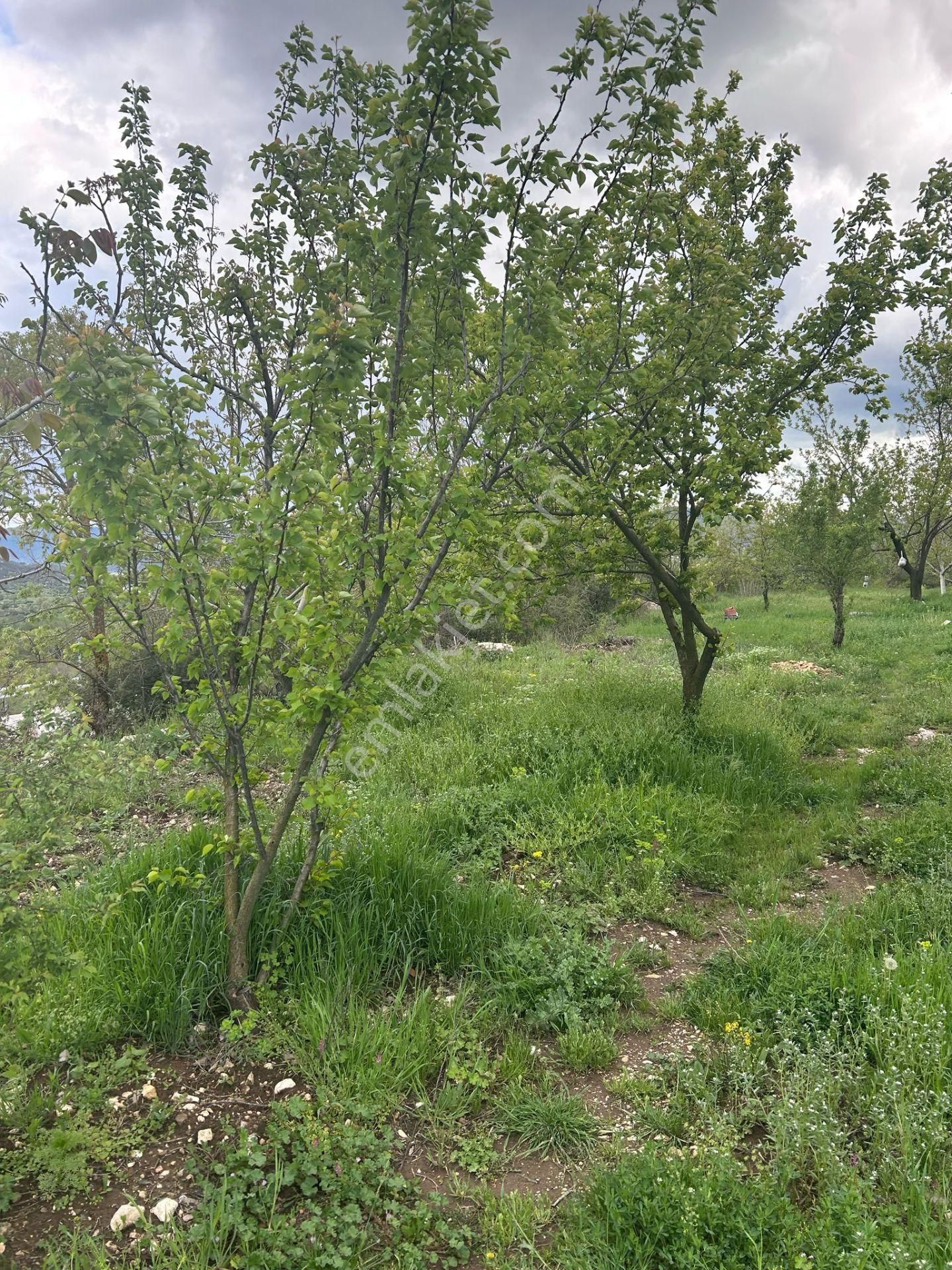 Asya Evim Emlaktan Ağlasun Kum Mah. De Satılık Meyve Bahçesi - Görsel 16