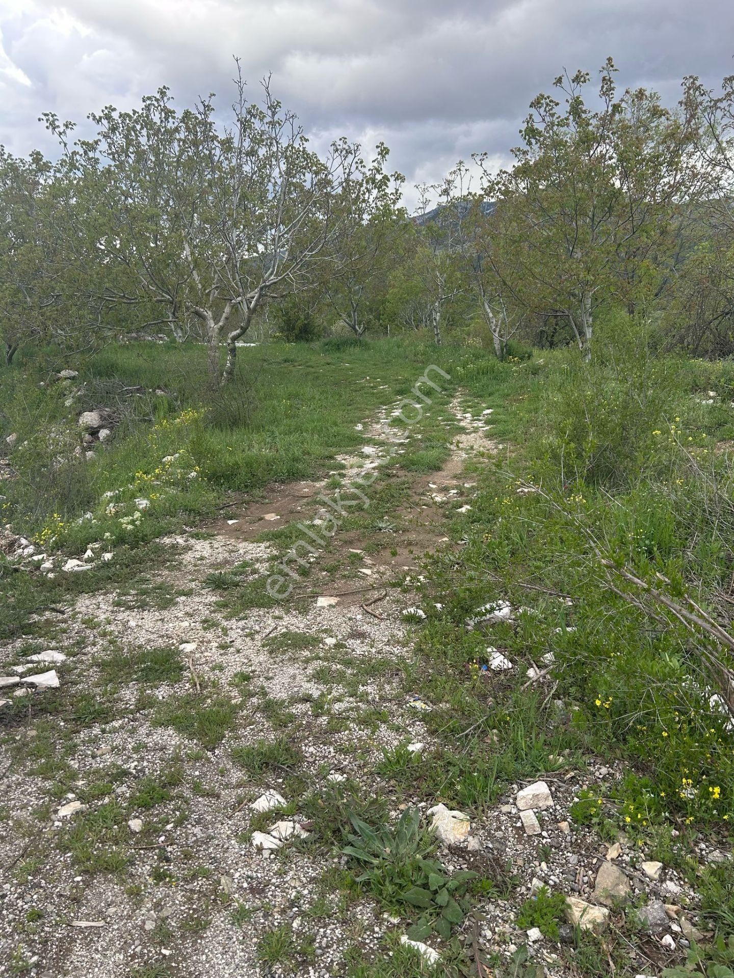 Asya Evim Emlaktan Ağlasun Kum Mah. De Satılık Meyve Bahçesi - Görsel 26