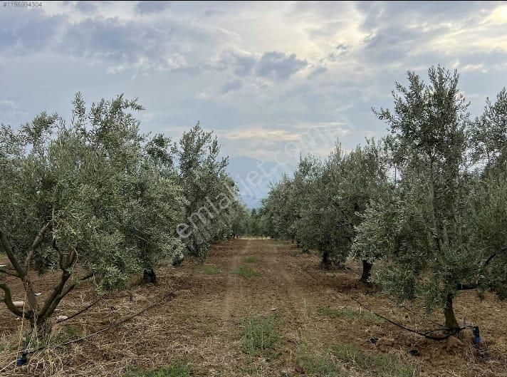 Bursa Kestel Kayacik Satilik Zeytinlik 4263 Metre (33)+
