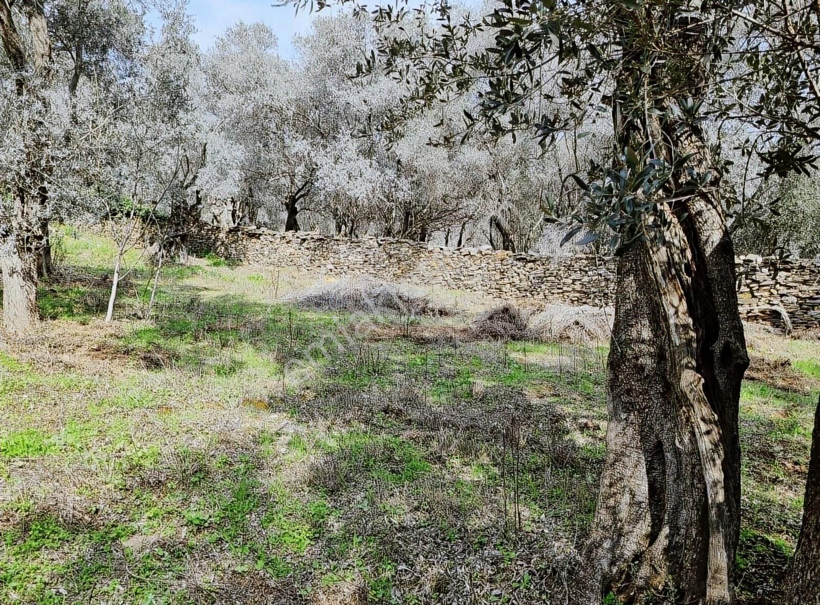 İzmir Bayındır Kızıloba Köyünde Satılık Zeytin Bahçesi - Görsel 3