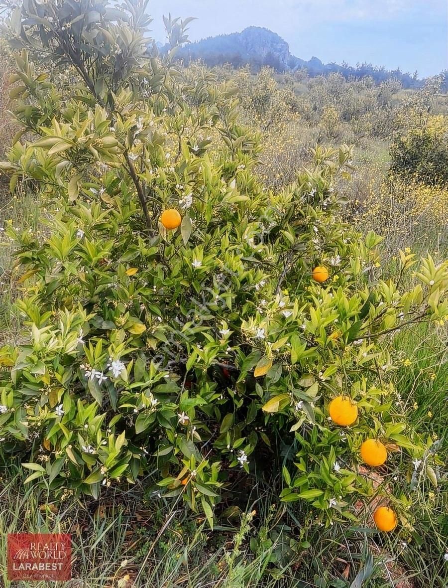 Antalya Gebiz'de Satılık 31 Dönüm Limon Bahçesi