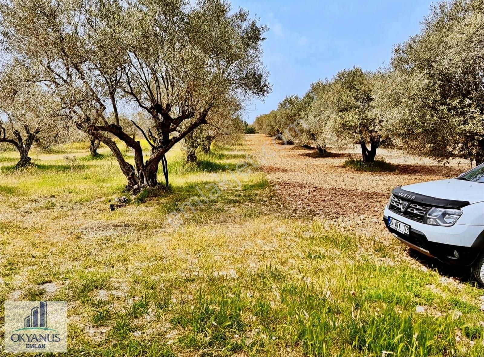 Kepenekli De 4.400 M2 Zeytinlik , 75 Adet Zeytin Var