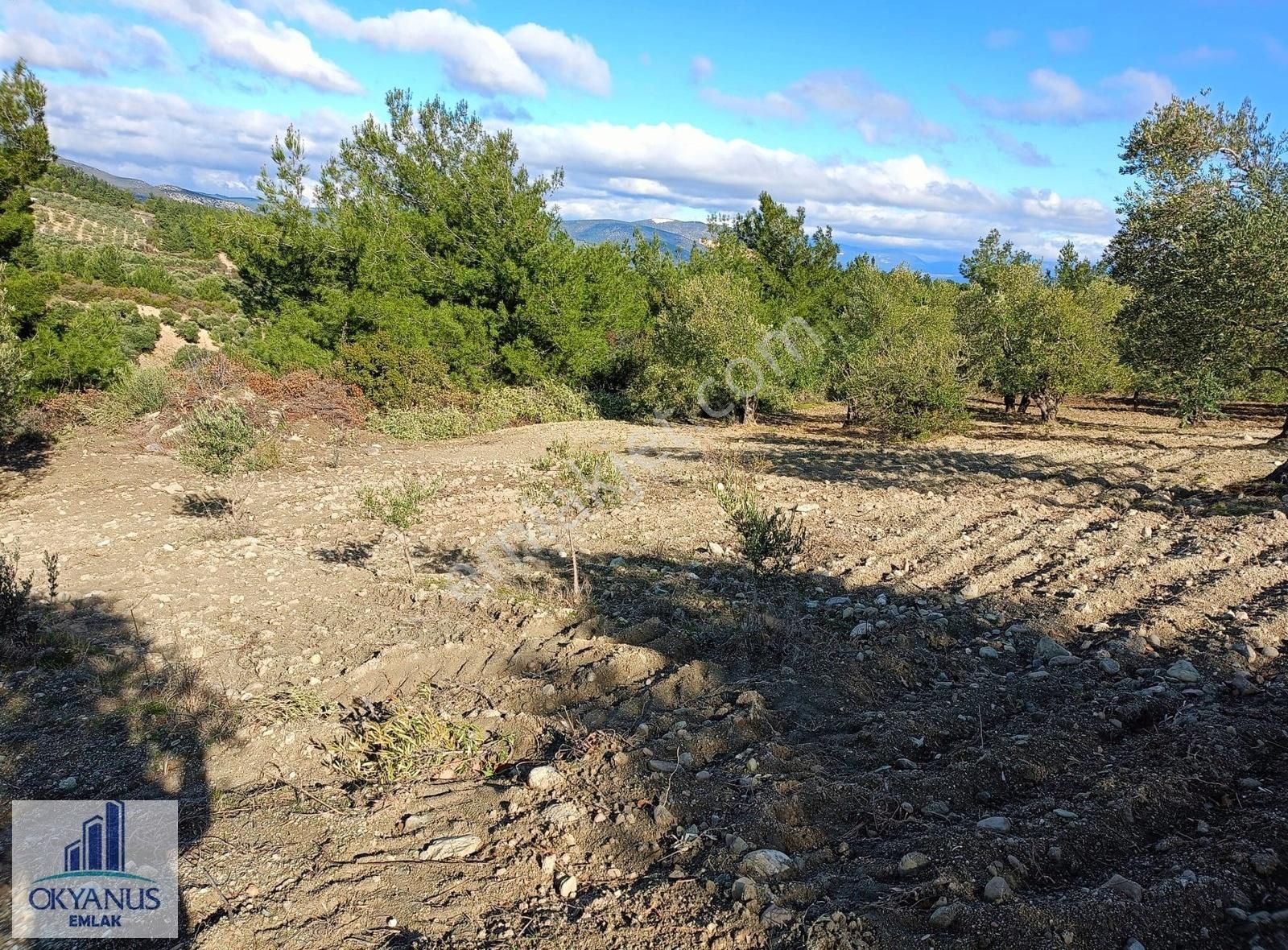 Gözlet De 3.700 M2 Zeytinlik , Köye 300 Mt - Görsel 17