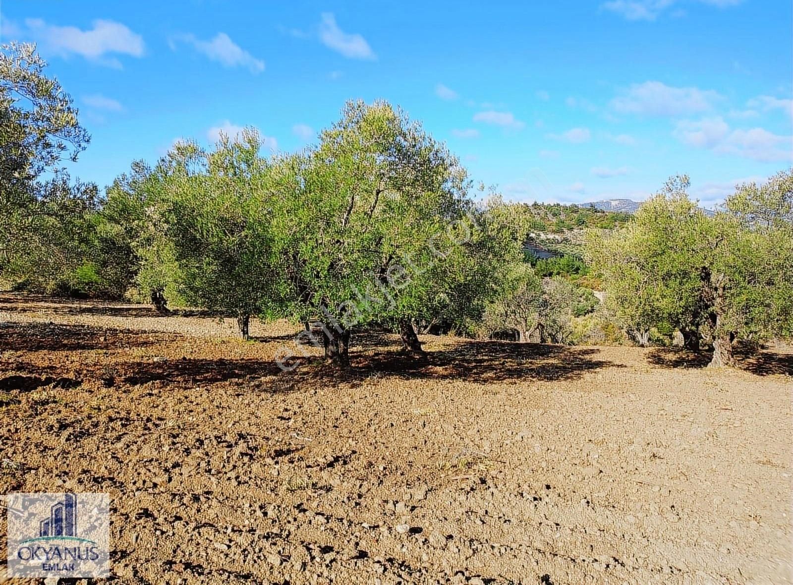 Gözlet De 3.700 M2 Zeytinlik , Köye 300 Mt - Görsel 15