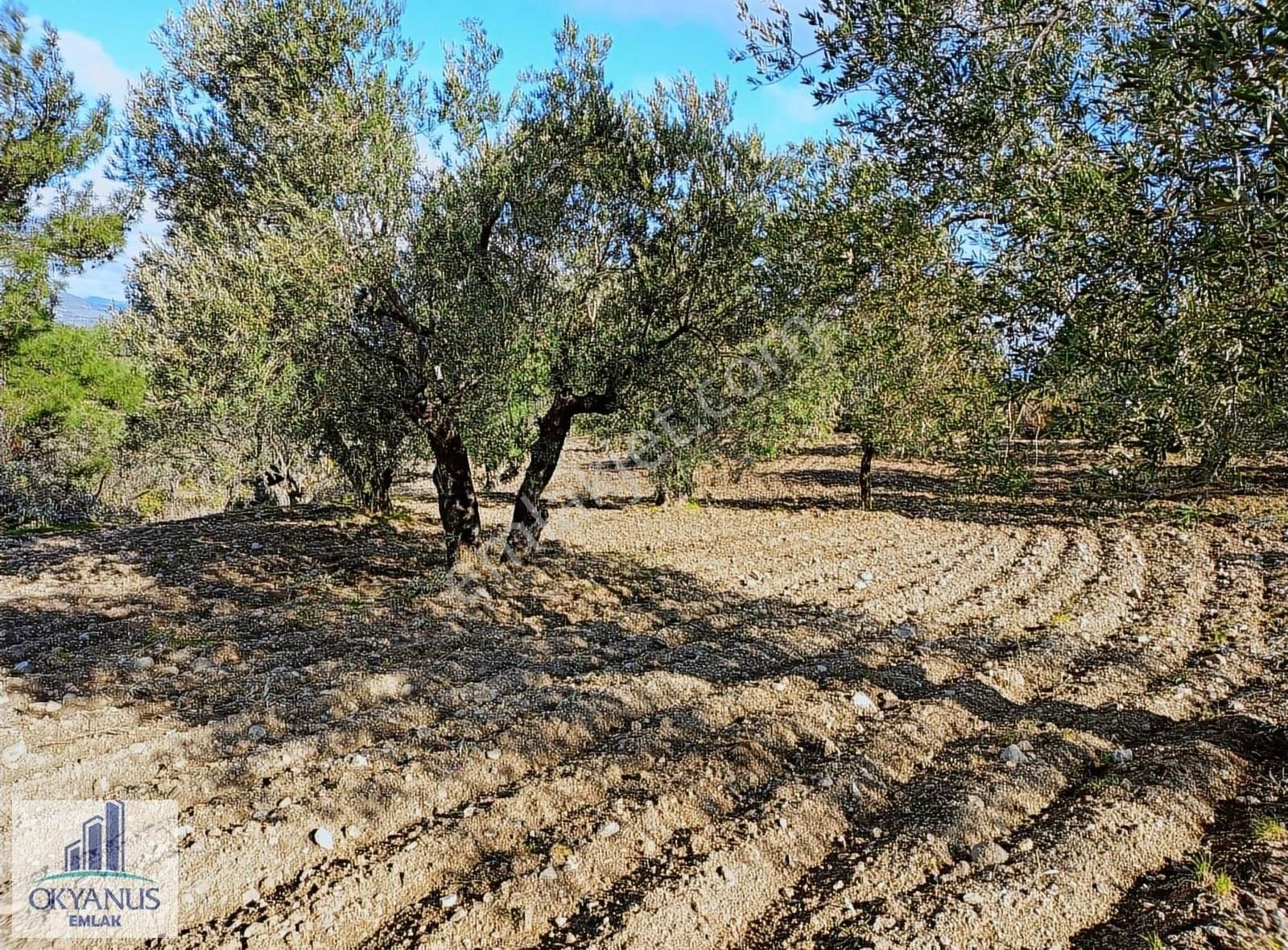 Gözlet De 3.700 M2 Zeytinlik , Köye 300 Mt - Görsel 3