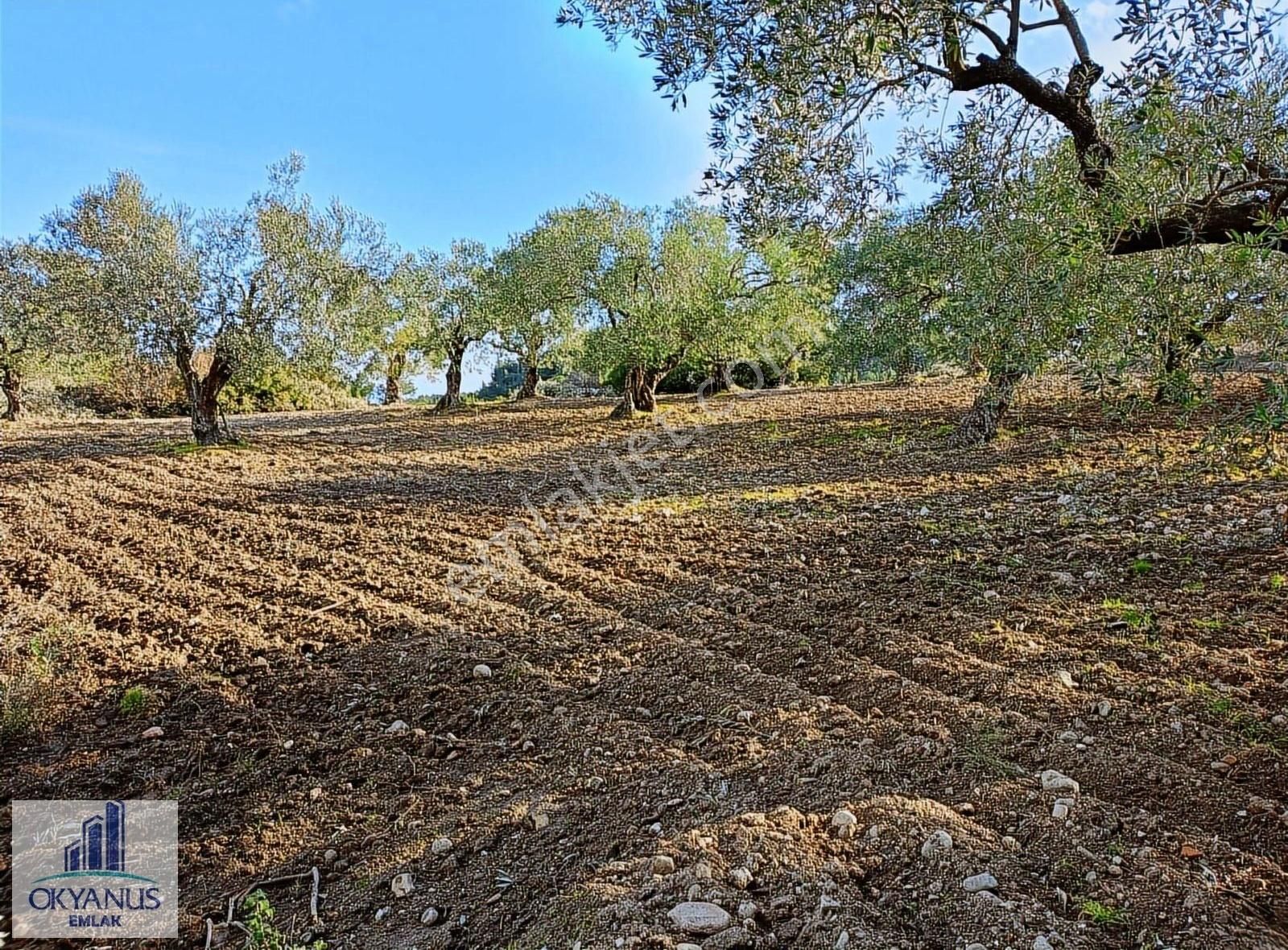 Gözlet De 3.700 M2 Zeytinlik , Köye 300 Mt - Görsel 18
