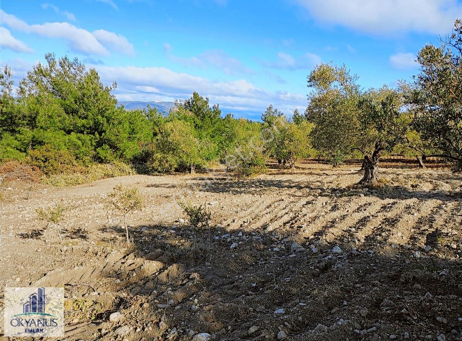 Gözlet De 3.700 M2 Zeytinlik , Köye 300 Mt - Görsel 28