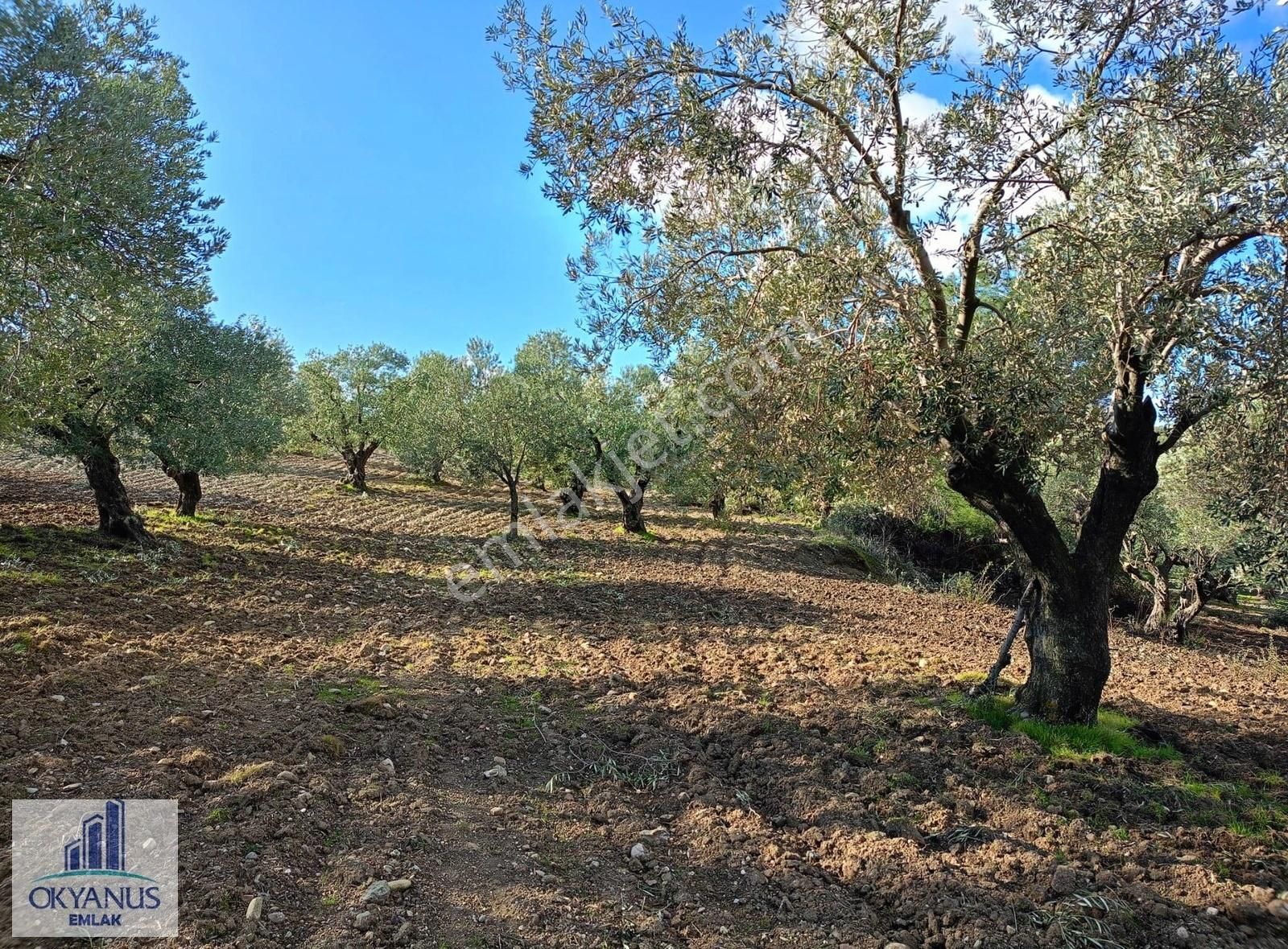 Gözlet De 3.700 M2 Zeytinlik , Köye 300 Mt - Görsel 2