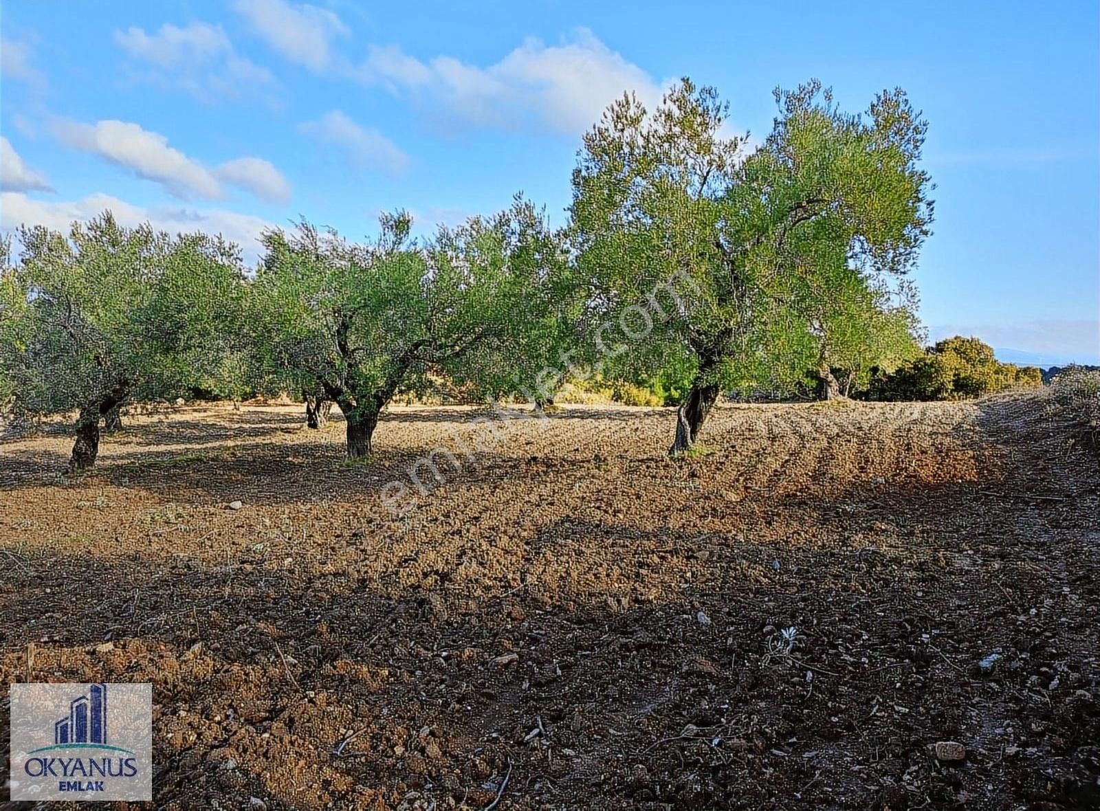 Gözlet De 3.700 M2 Zeytinlik , Köye 300 Mt - Görsel 30