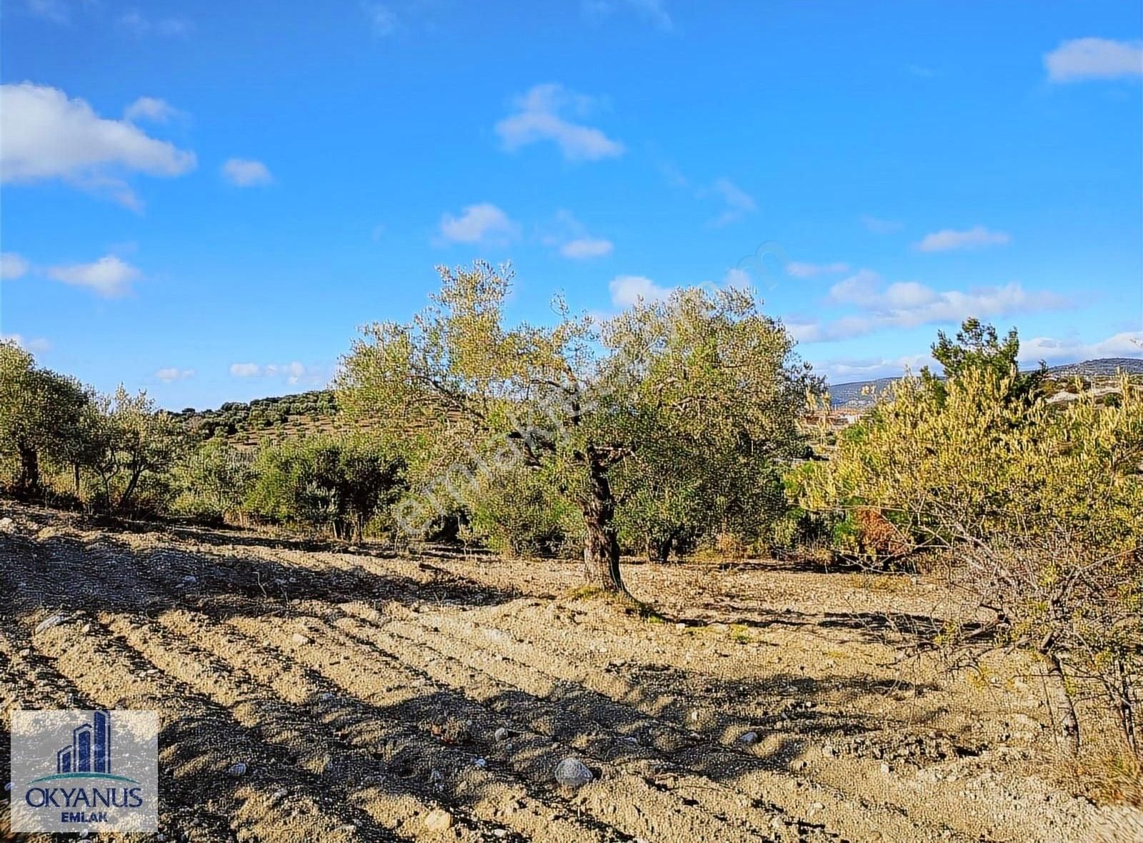 Gözlet De 3.700 M2 Zeytinlik , Köye 300 Mt - Görsel 19