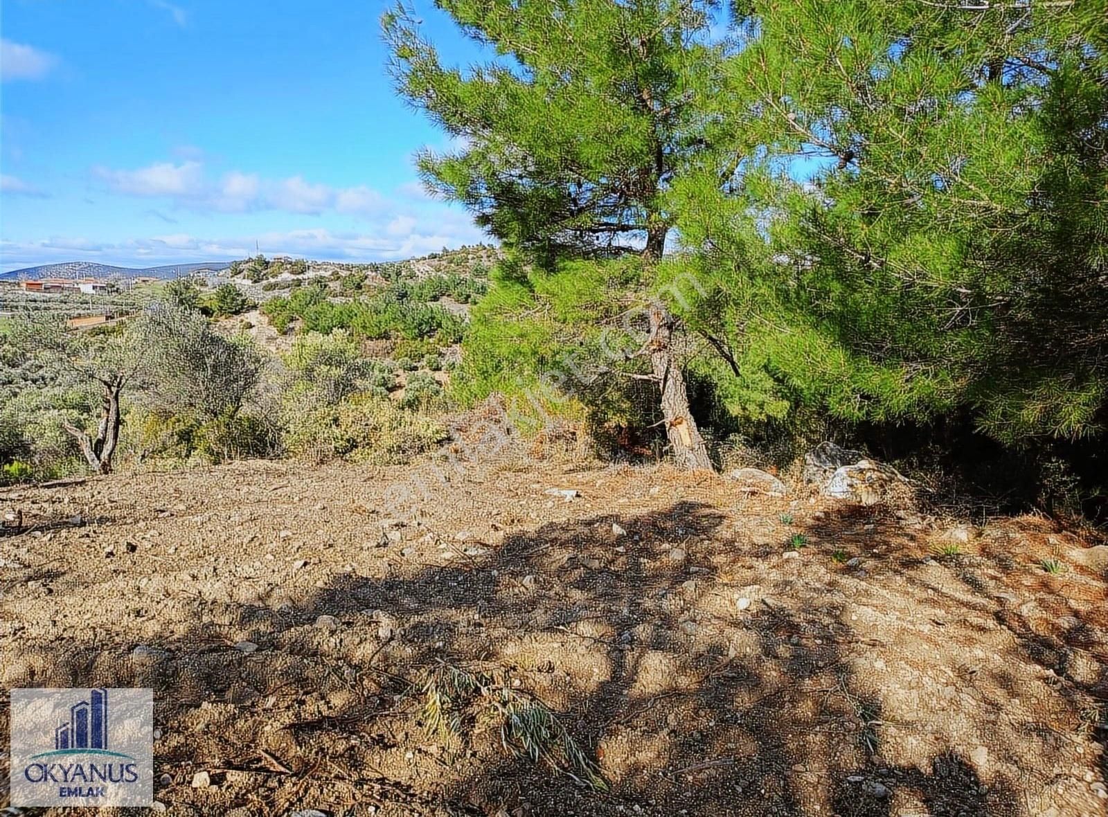 Gözlet De 3.700 M2 Zeytinlik , Köye 300 Mt - Görsel 8